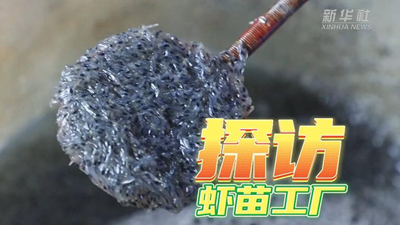 這個(gè)工廠(chǎng)，每天銷(xiāo)售蝦苗約2000萬(wàn)尾