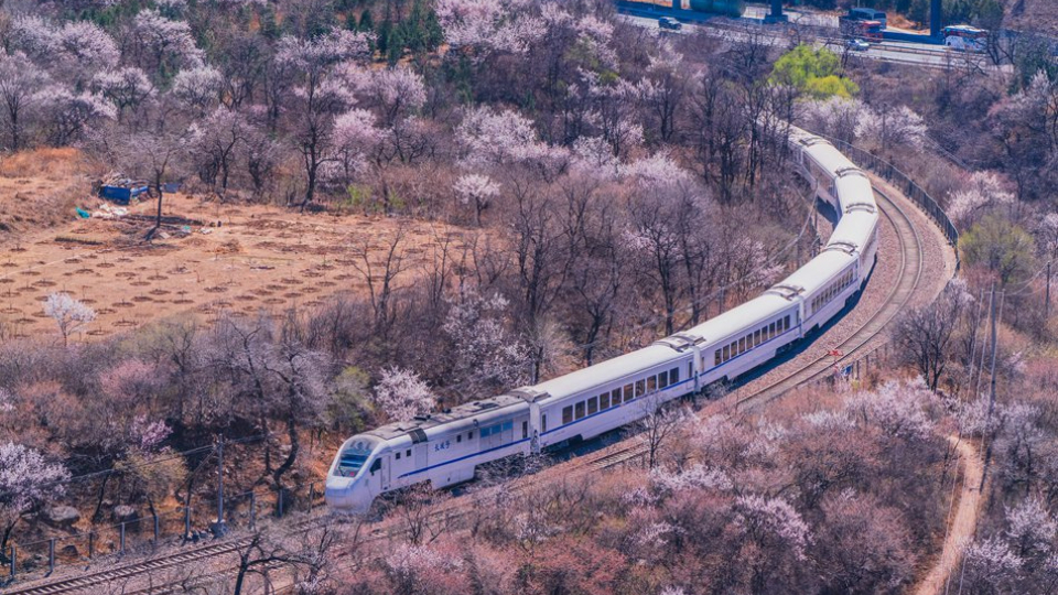 北京春色宜人 花海列車(chē)準時(shí)到達