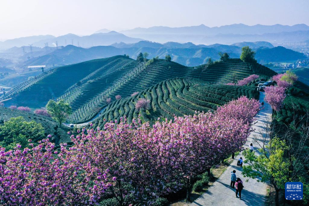 茶山櫻花迎春開(kāi) 萬(wàn)畝茶園迎客來(lái)
