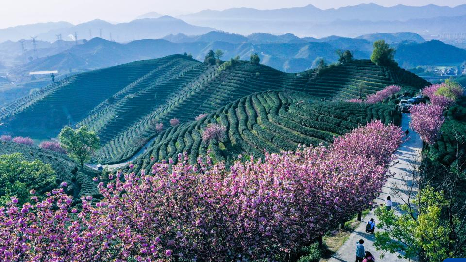 茶山櫻花迎春開(kāi) 萬(wàn)畝茶園迎客來(lái)