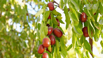 新疆：480萬(wàn)畝紅棗豐收 經(jīng)濟生態(tài)雙贏(yíng)