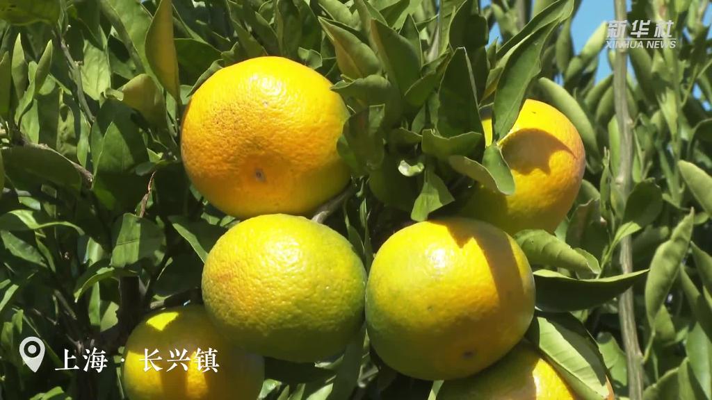 上海：橘子紅了！碩果滿(mǎn)園迎豐收