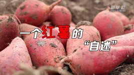 想看看紅薯的“鍍金”之旅嗎？來(lái)聽(tīng)聽(tīng)“自述”吧！