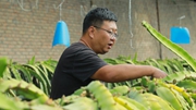 我在高原種火龍果——新農人白恒瑋的生態(tài)農業(yè)經(jīng)