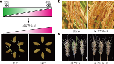 我國科學(xué)家找到調控水稻、小麥穗發(fā)芽的“開(kāi)關(guān)”