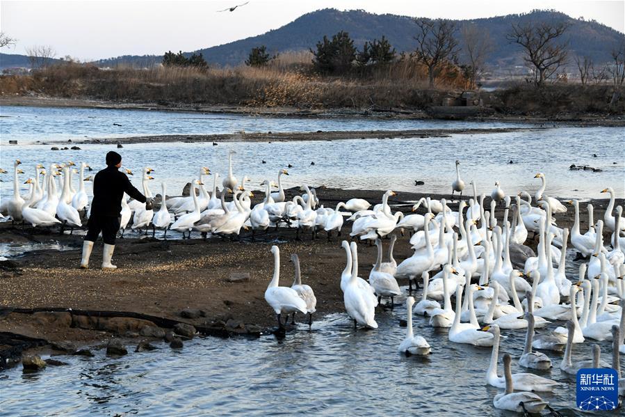 （鏡觀(guān)中國·新華社國內新聞?wù)掌恢芫x）（16）為大天鵝加餐