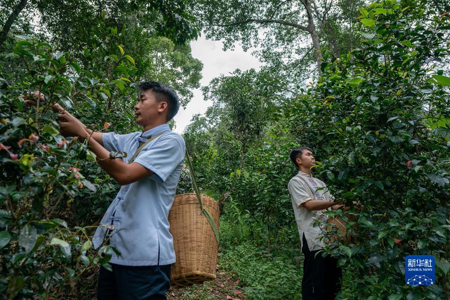 （社會(huì )）（3）“普洱景邁山古茶林文化景觀(guān)”成功申遺