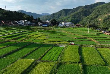 新華全媒+｜大地“調色盤(pán)” 稻田夏收忙