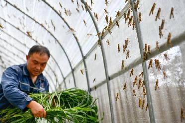 新華全媒+｜黔東南：特色產(chǎn)業(yè)賦能鄉村振興