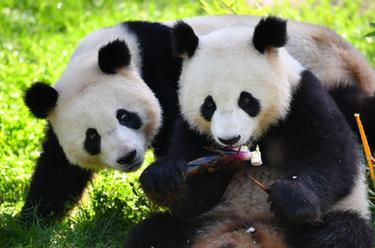 在德國出生的大熊貓雙胞胎迎來(lái)3歲生日