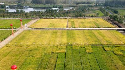 新華全媒+丨節水穩產(chǎn)、降污減碳的節水抗旱稻