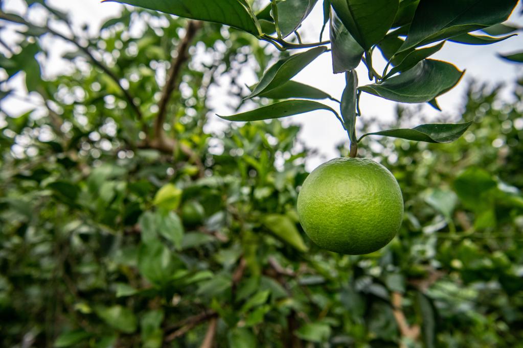 新華全媒+丨重慶：綠色循環(huán)農業(yè)助農增產(chǎn)又增收