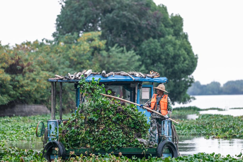 浙江湖州：清理入侵水生植物 保護鄉村水生態(tài)環(huán)境