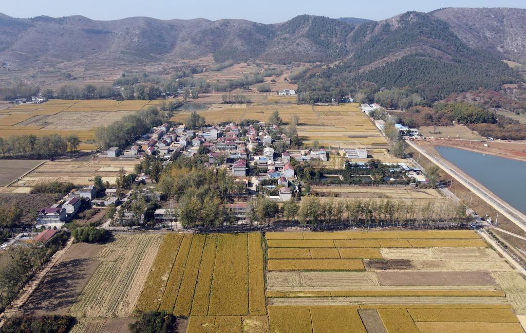 新華全媒+丨深秋稻米香古村——皖北鄉村振興一線(xiàn)見(jiàn)聞