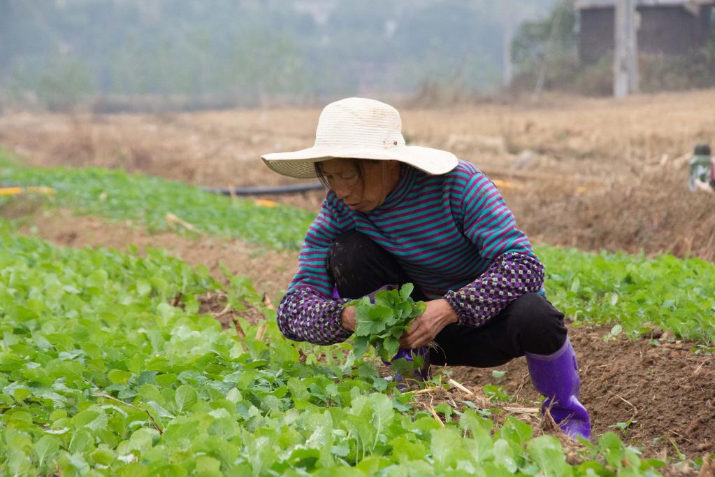 湖南湘潭：搶抓農時(shí)栽種油菜苗