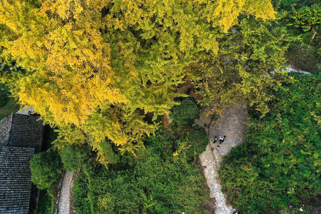 貴陽(yáng)：古銀杏“換裝”扮靚美麗鄉村