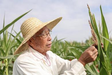 新華全媒+丨87歲，他在三亞南繁又一年