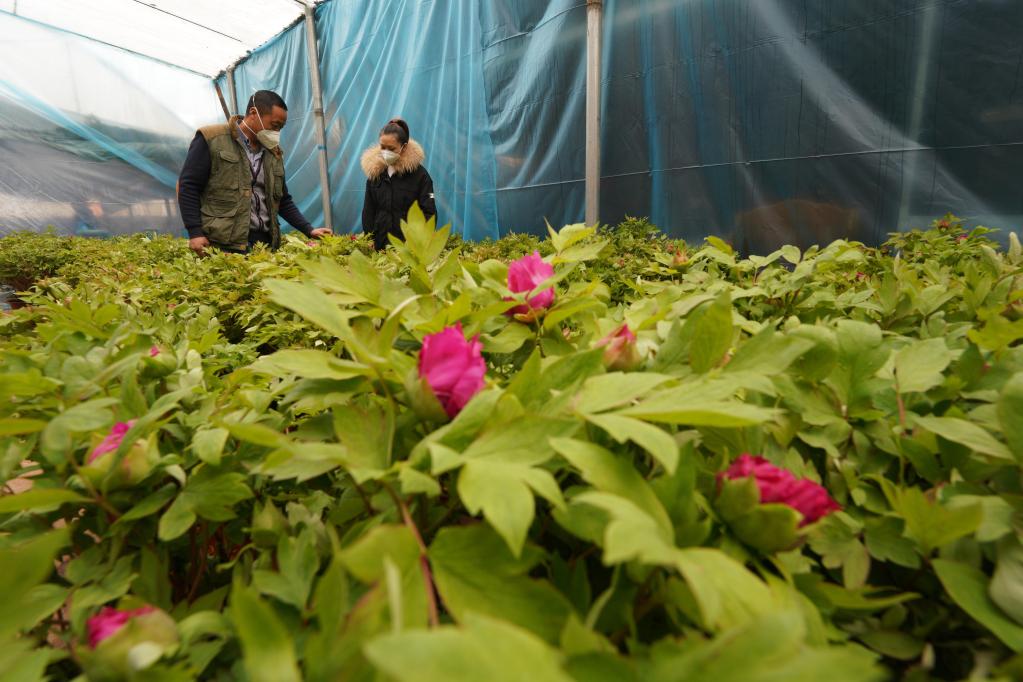 河北柏鄉：發(fā)展錯季牡丹種植助農增收