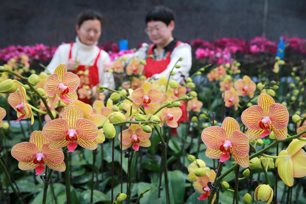 年宵花俏銷(xiāo)節慶市場(chǎng)