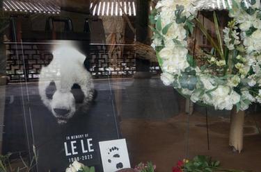 旅美大熊貓“樂(lè )樂(lè )”去世