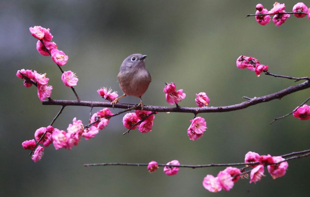 花開(kāi)中國