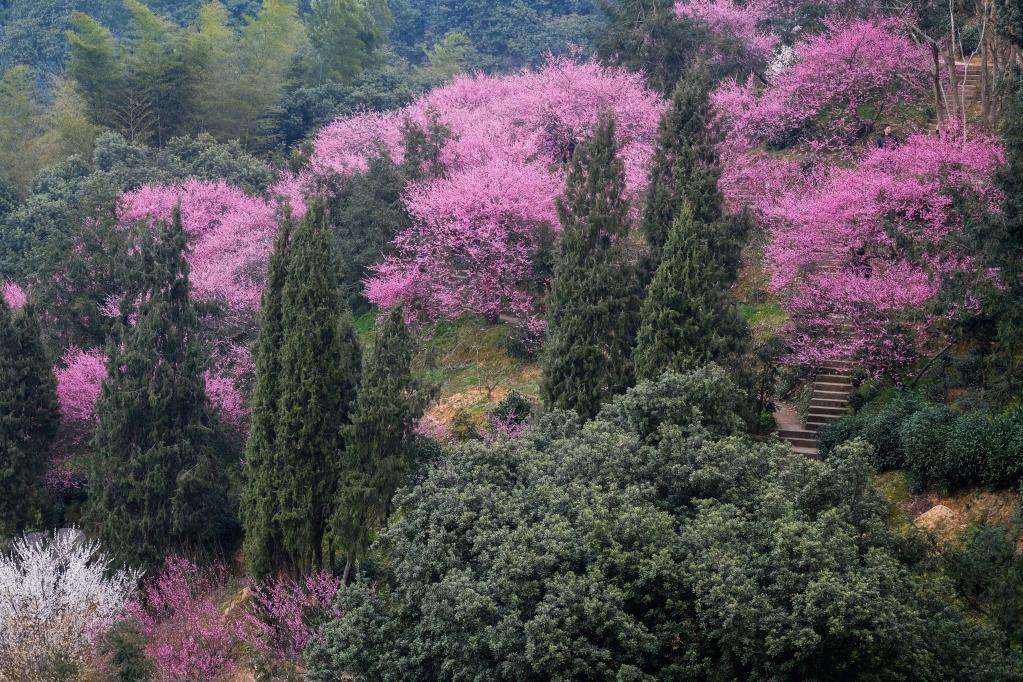春季山鄉賞梅樂(lè ) 鄉村旅游人氣旺