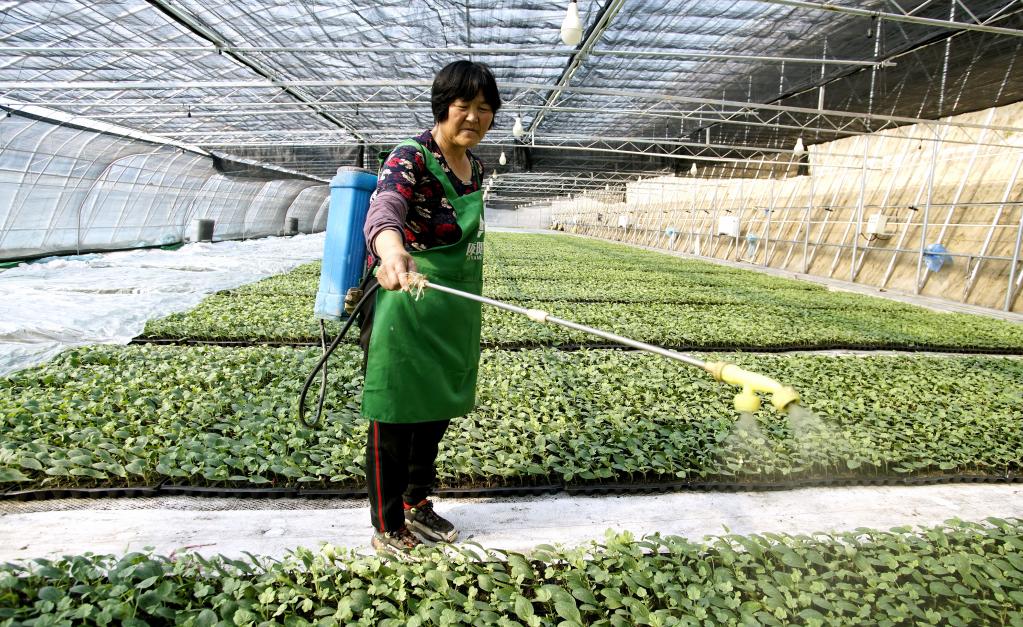 北京：現代化農業(yè)大棚生產(chǎn)忙