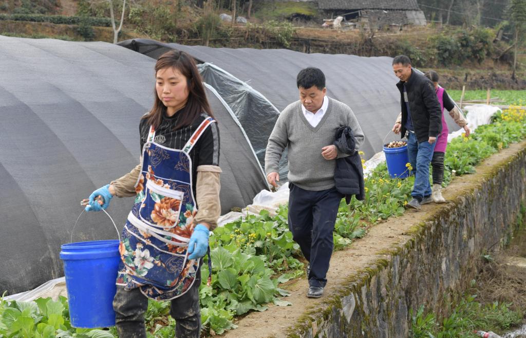 貴州遵義：春耕時(shí)節 農技專(zhuān)家下地頭