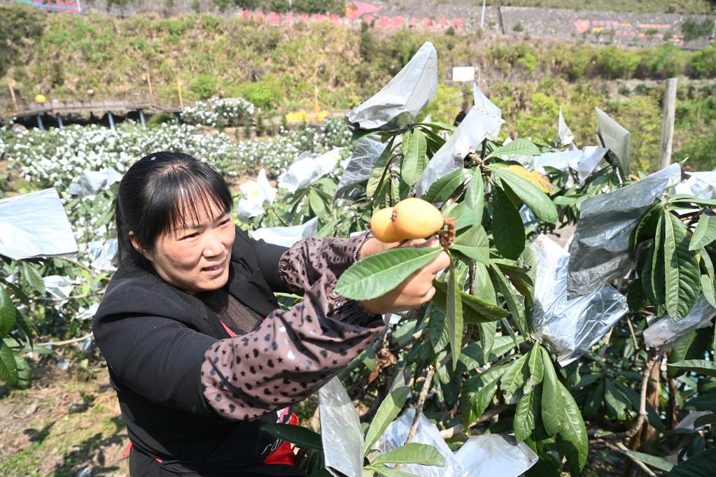 “枇杷姐姐”吳素華：把家鄉枇杷產(chǎn)業(yè)做大做強