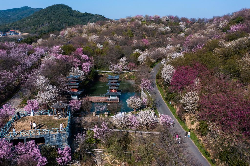 “賞花經(jīng)濟”助力鄉村振興