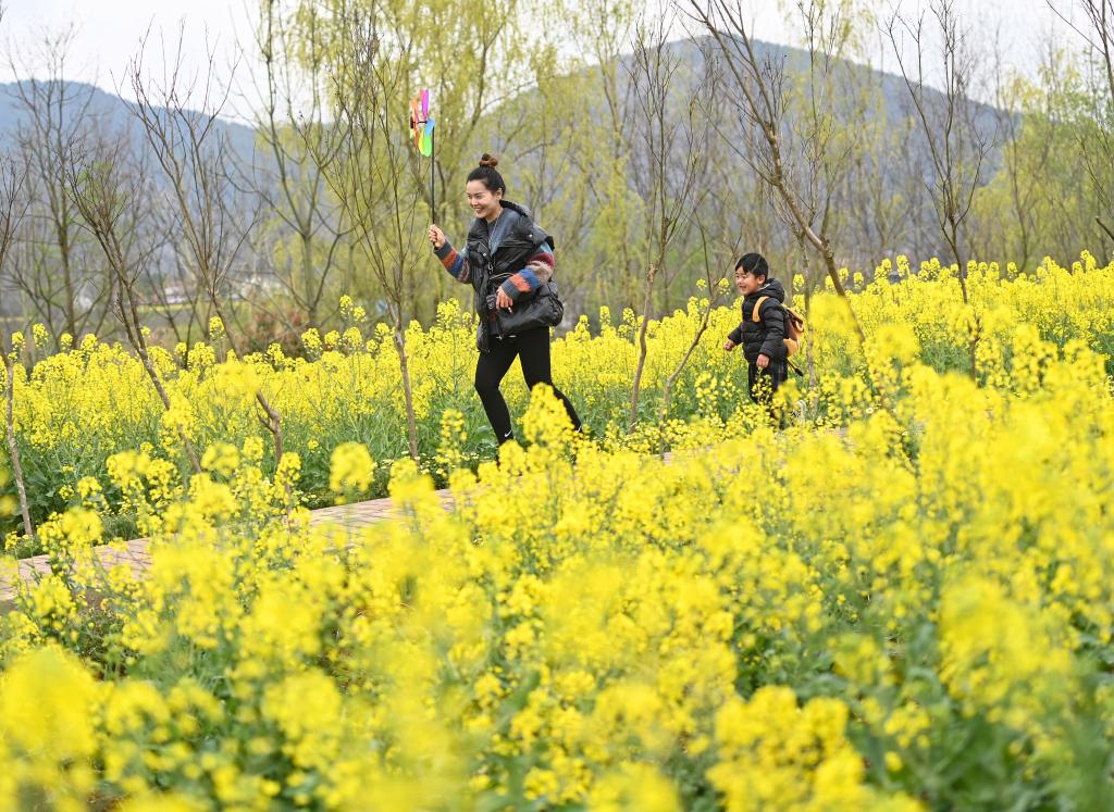 “賞花經(jīng)濟”點(diǎn)亮秦巴山谷