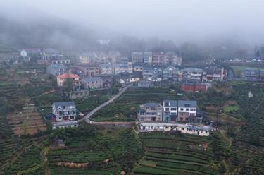 浙江富陽(yáng)：鄉村人才“回流引流”助推美麗山鄉新業(yè)態(tài)發(fā)展