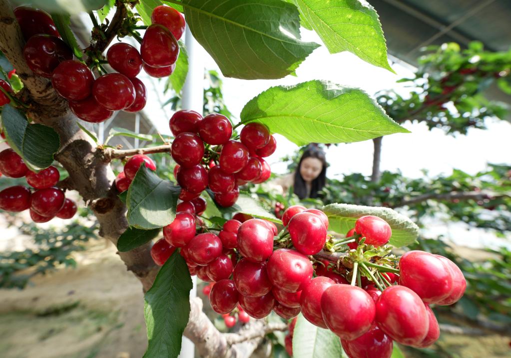 河北秦皇島：發(fā)展家庭農場(chǎng) 助力鄉村振興