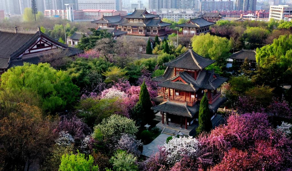 西安青龍寺遺址景區櫻花盛開(kāi)