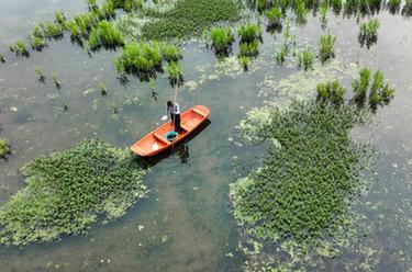 湖南常寧：生態(tài)循環(huán)種養助增收