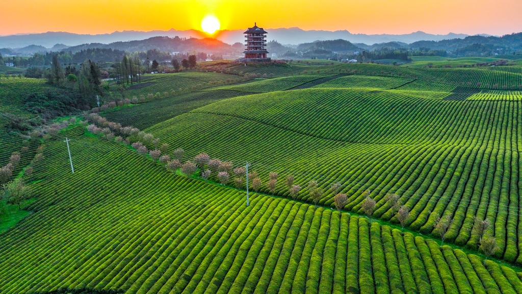 新華全媒+丨萬(wàn)畝茶海里，一片清明茶的成材之旅