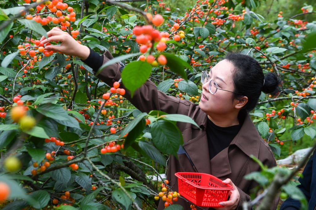 杭州臨安：特色櫻桃產(chǎn)業(yè)助推鄉村產(chǎn)業(yè)振興