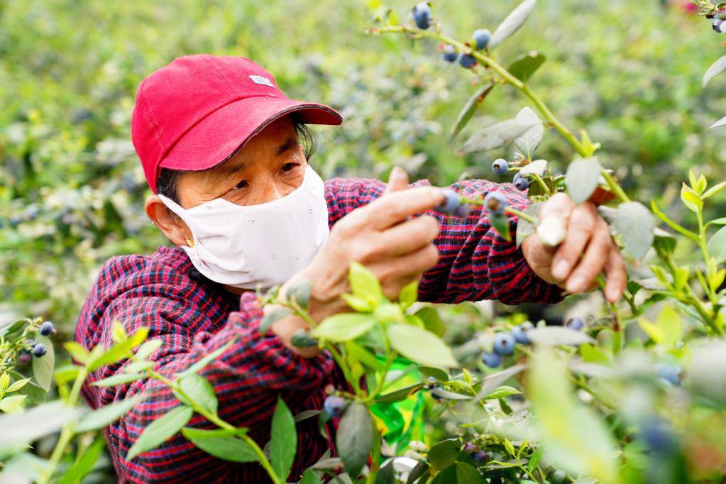 山東惠民：藍莓成鄉村振興“致富果”