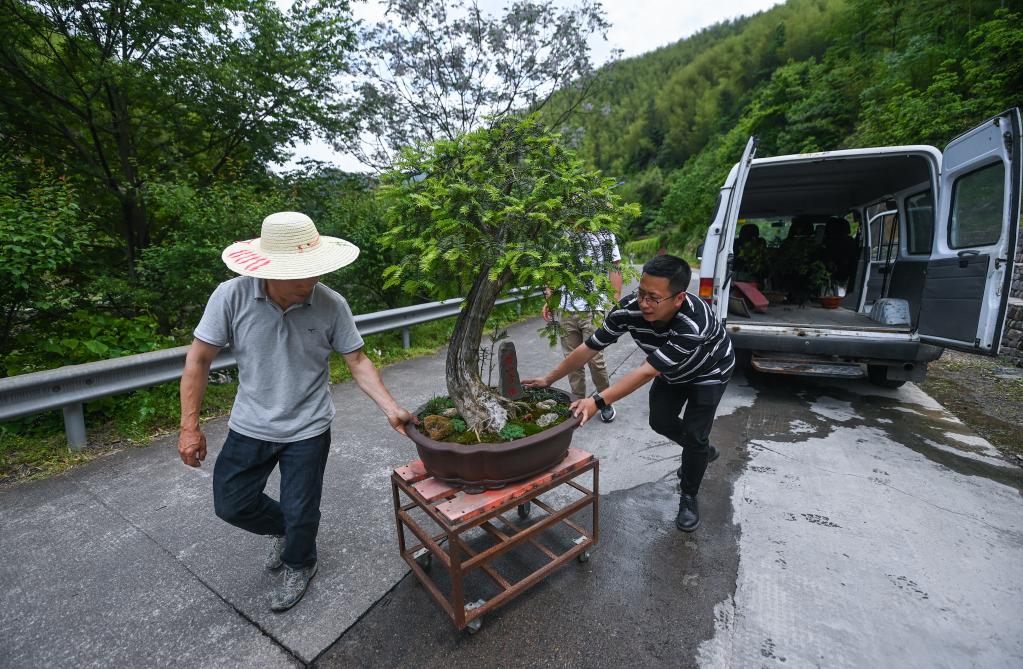 山鄉青創(chuàng  )客開(kāi)啟特色致富路
