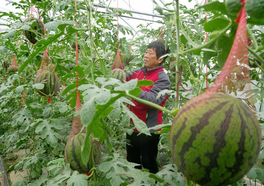 河北新樂(lè )：立夏時(shí)節瓜果飄香