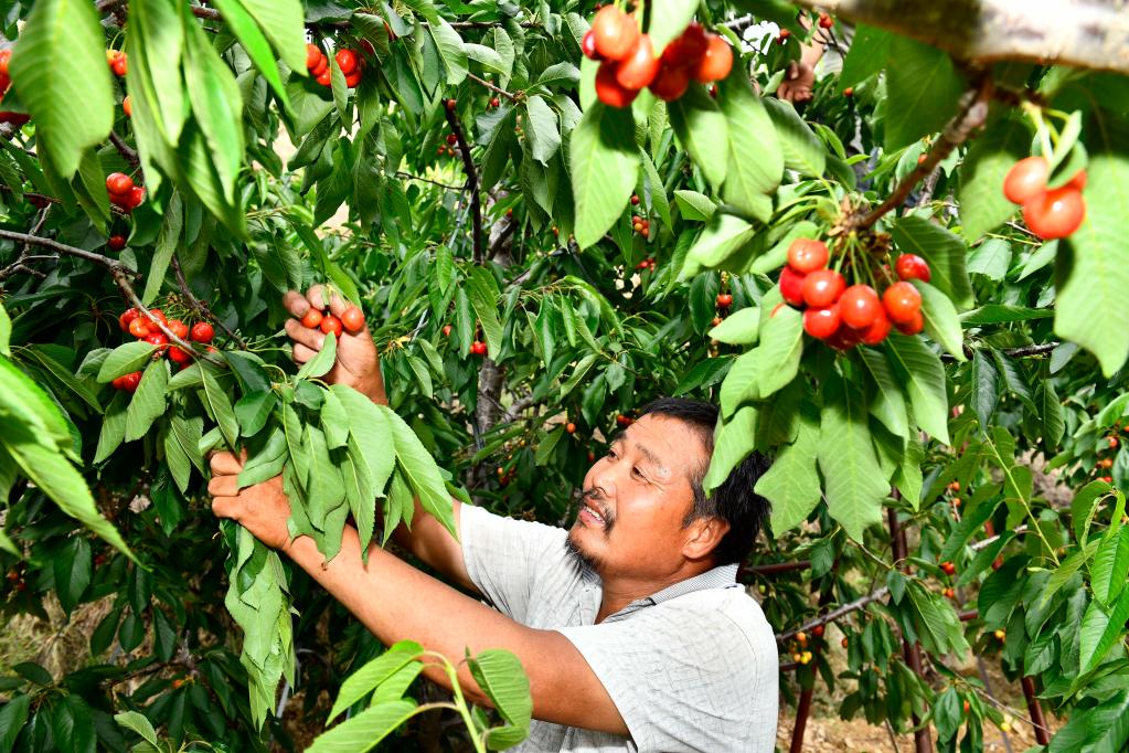 山東泰安：萬(wàn)畝紅櫻桃 結出“致富果”