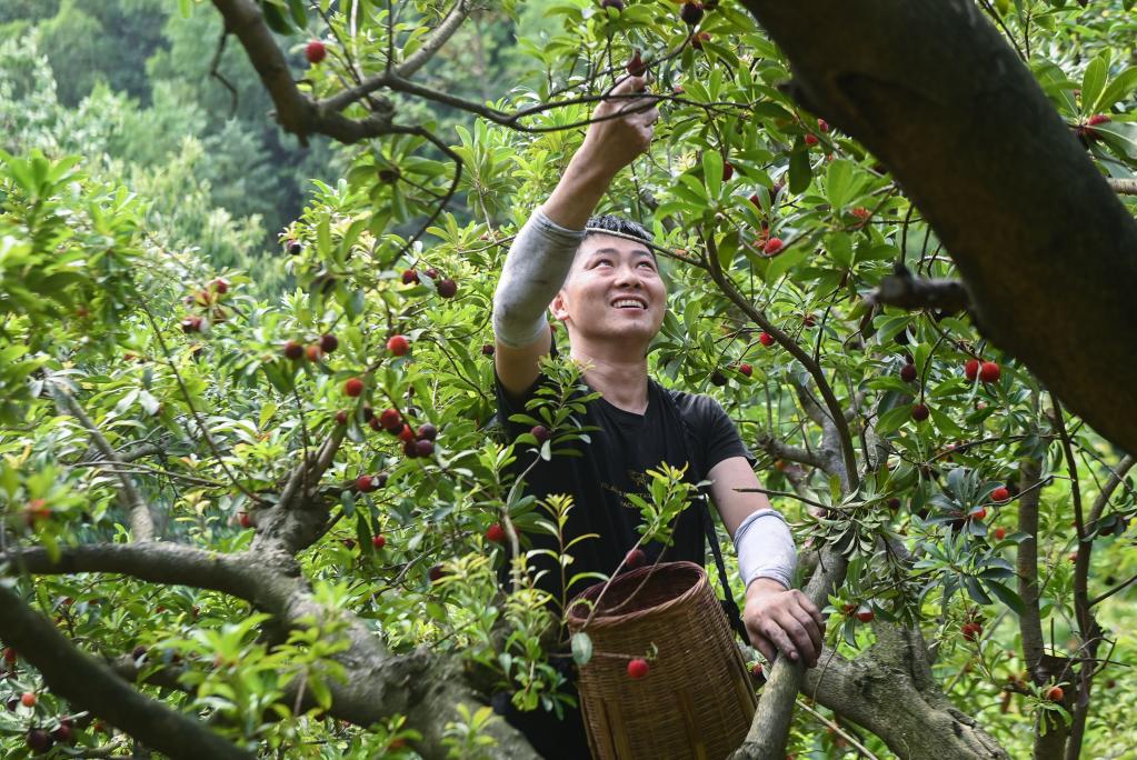 “中國楊梅之鄉”迎來(lái)增產(chǎn)豐收季