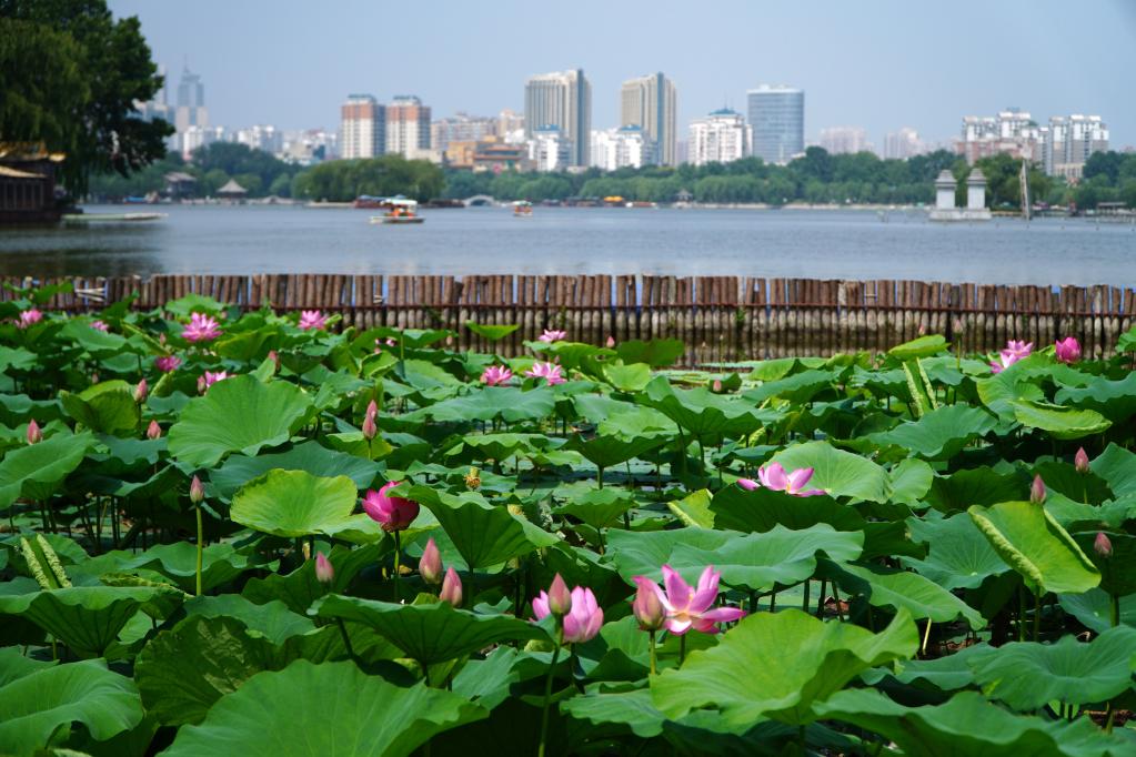 濟南大明湖：夏日荷花始盛開(kāi)