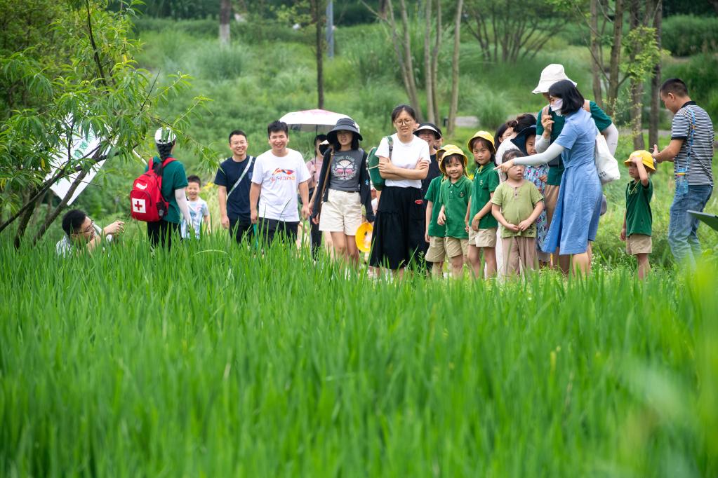 新時(shí)代中國調研行·長(cháng)江篇丨長(cháng)江上游最大“江心綠島”成“生態(tài)課堂”