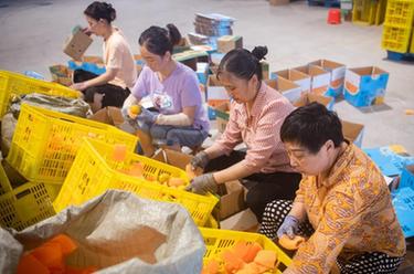 高質(zhì)量發(fā)展調研行丨湖北秭歸：夏橙進(jìn)入銷(xiāo)售高峰