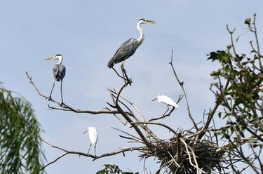 山東成武：城區濕地野生鳥(niǎo)類(lèi)棲息