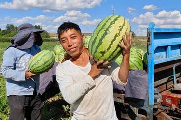 內蒙古無(wú)定河流域西瓜采摘忙