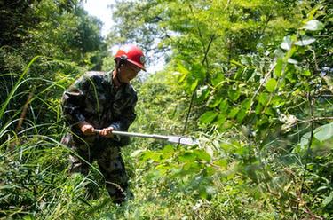 新華全媒+丨湖南瀏陽(yáng)：林長(cháng)制護航古樹(shù)長(cháng)青