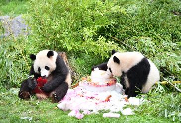 在德國出生大熊貓雙胞胎迎來(lái)4歲生日