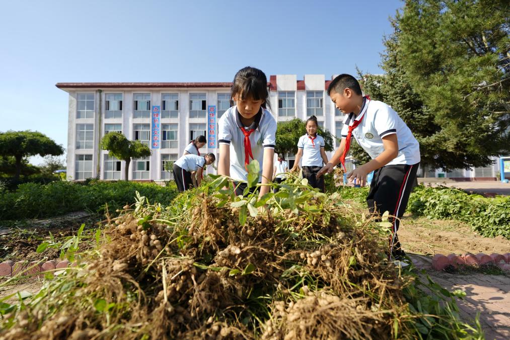 河北樂(lè )亭：“校園農場(chǎng)”助力勞動(dòng)教育提質(zhì)增效
